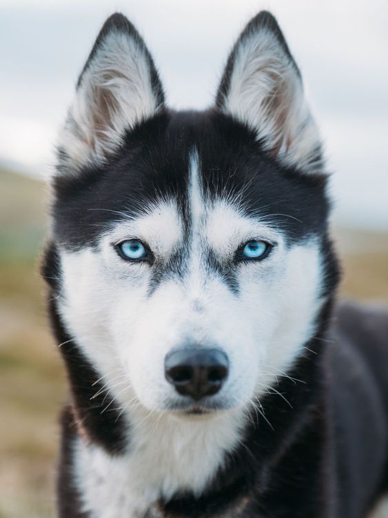 Màu mắt cũng là yếu tố quyết định giá chó Husky