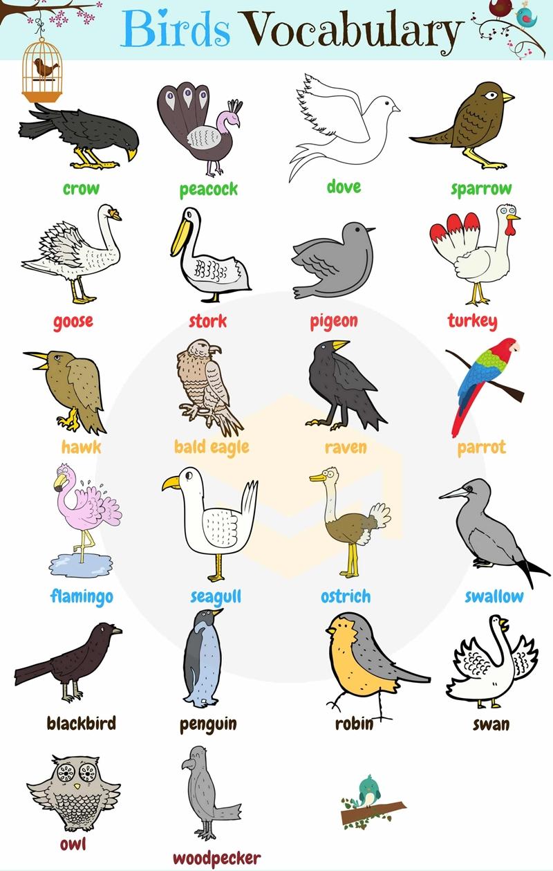 Học tên các con vật bằng tiếng Anh