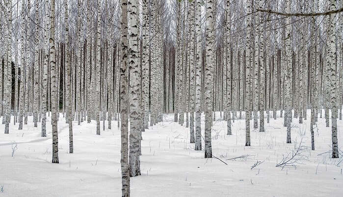 birch forest snow