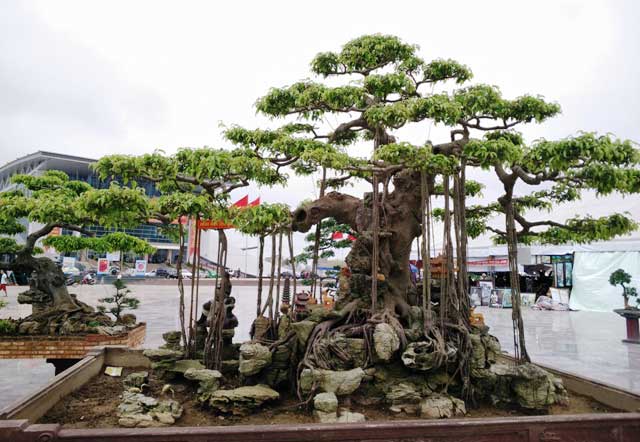 cây sung bonsai tạo thế đẹp