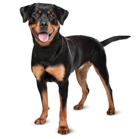 Chó Rottweiler không thuần chủng