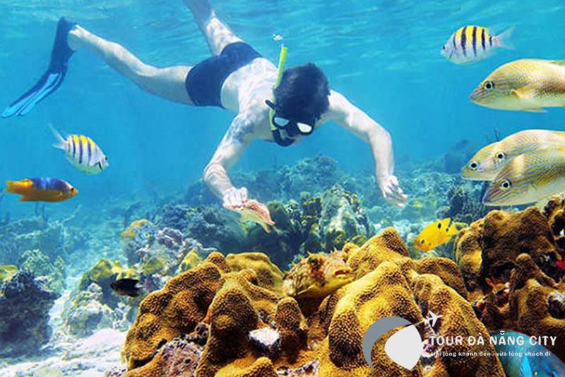 Trải nghiệm lặn ngắm san hô Cù Lao Chàm