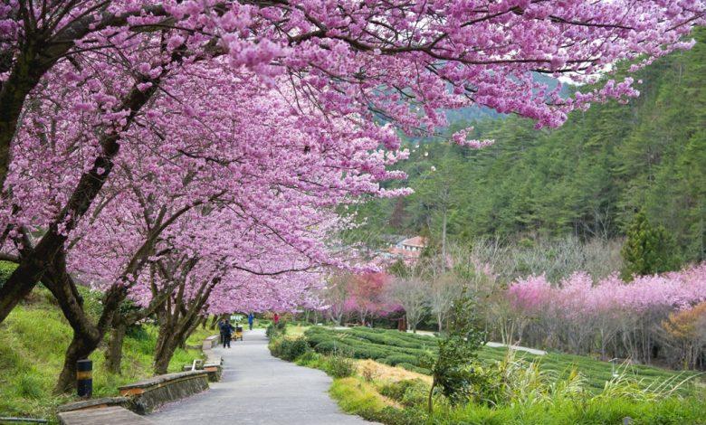 du lịch Đài Loan mùa hoa anh đào