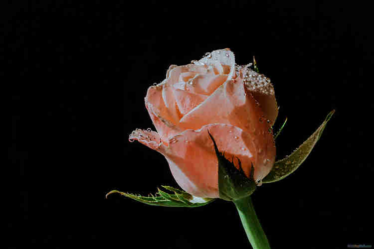 bông hoa hồng trên nền đen