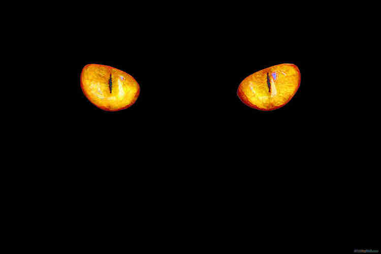 mắt mèo rực sáng trên nền đen