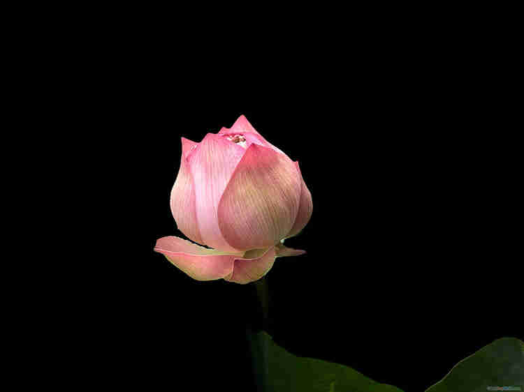 Hoa sen hồng lá xanh trên nền đen