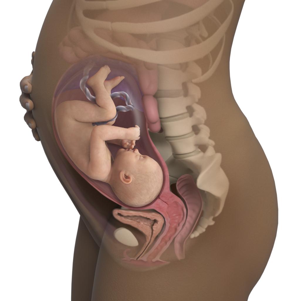 Sự phát triển của thai nhi: thai 32 tuần nặng bao nhiêu & mẹ nên ăn gì?