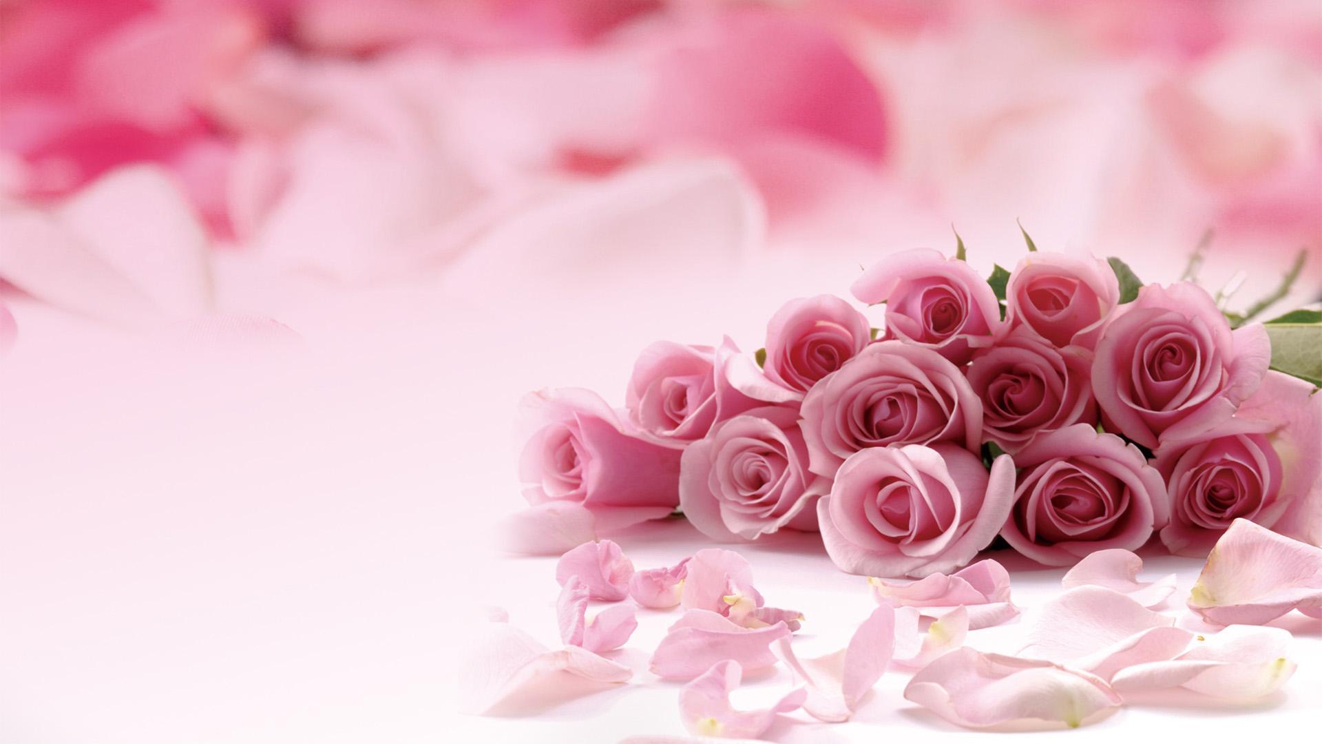 Hình nền hoa màu hồng đẹp