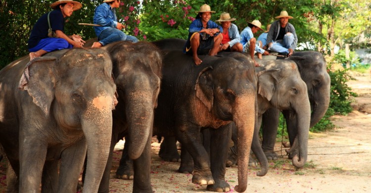 Làng voi Pattaya