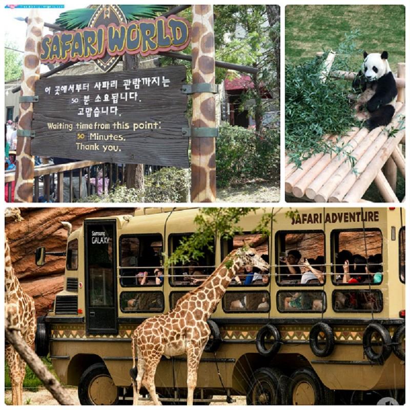 Nên đi công viên Lotte World hay Everland Hàn Quốc: Khu tham quan động vật hoang dã ở Everland Hàn Quốc