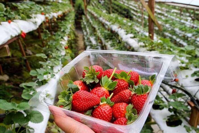 strawberry picking in Cameron Highlands