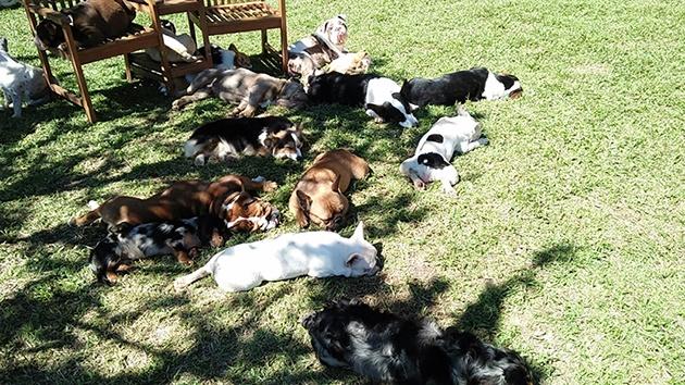 Nông trại cún – Puppy Farm Đà Lạt nơi “sống ảo” cùng với những chú Best siêu dễ thương