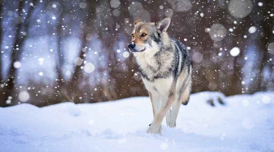 Chó sói Saarloos in Snow