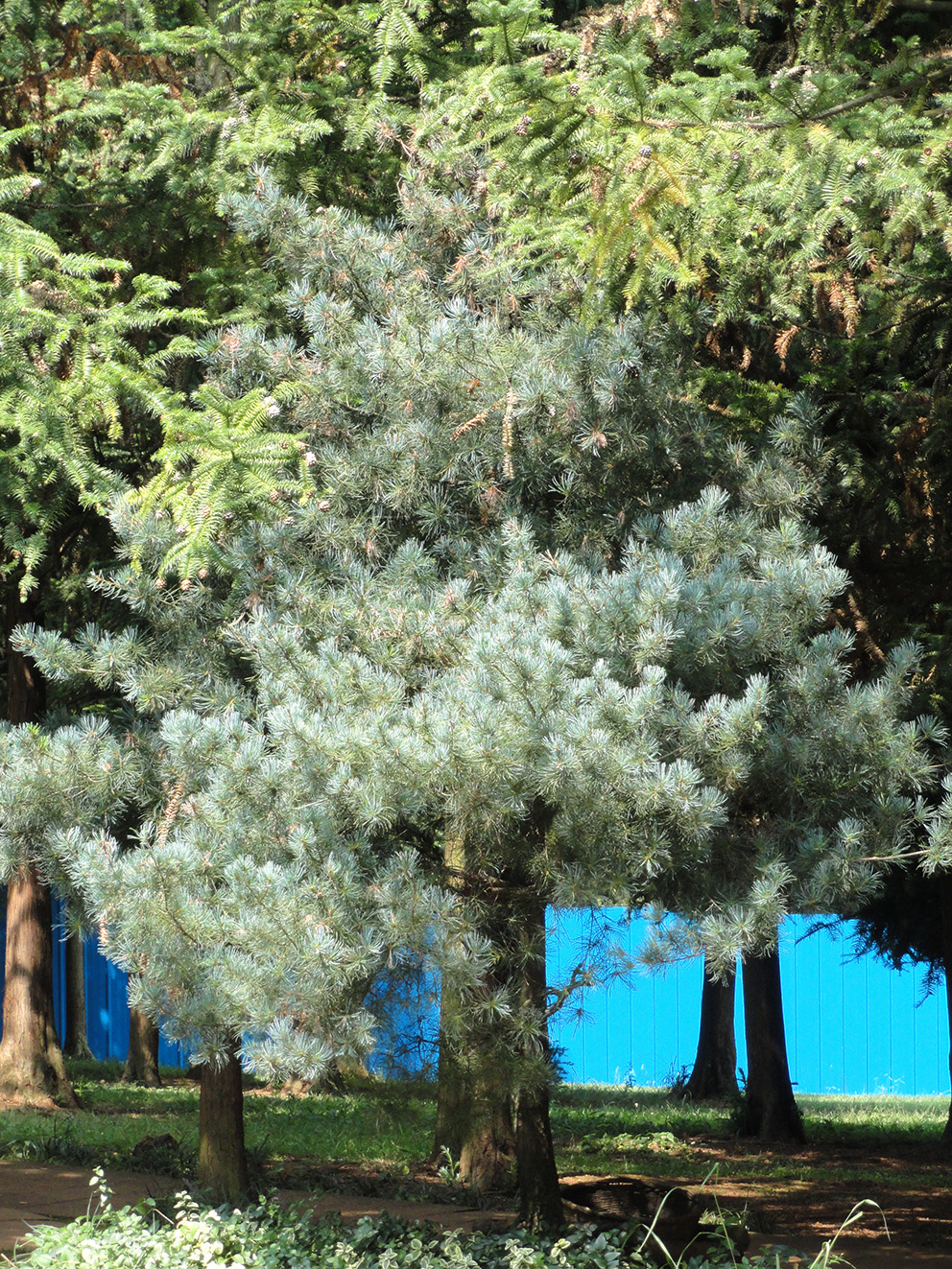 Pinus_wangii_-_Kunming_Botanical_Garden_-_DSC02739