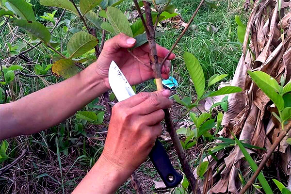 cach chiet canh oi hieu qua nhat giup cay khoe manh 3 - Cách Chiết Cành Ổi hiệu quả nhất giúp cây khỏe mạnh