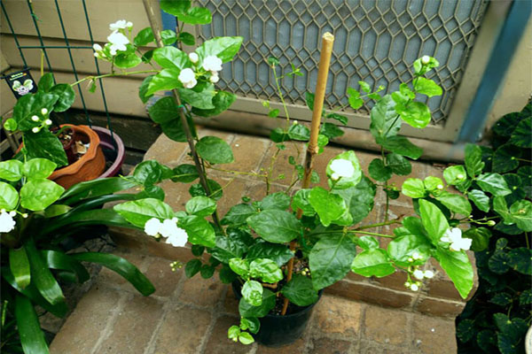 cach giam canh hoa nhai hieu qua cho cay khoe manh - Cách giâm cành hoa nhài hiệu quả cho cây khỏe mạnh