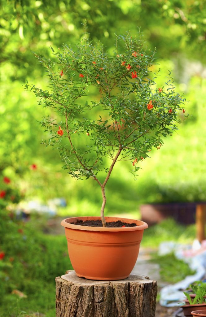 Hướng dẫn kỹ thuật cắt tỉa cây lựu bonsai tạo dáng đẹp