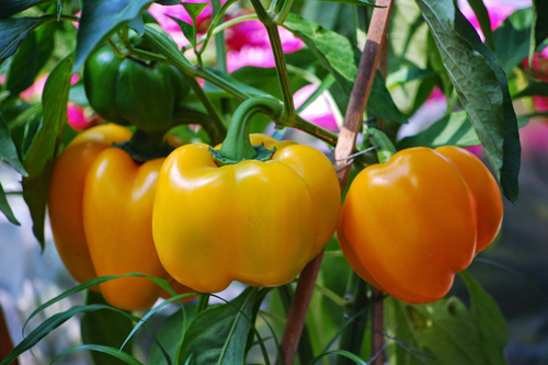Cách trồng cây ớt chuông trong chậu tại nhà -3