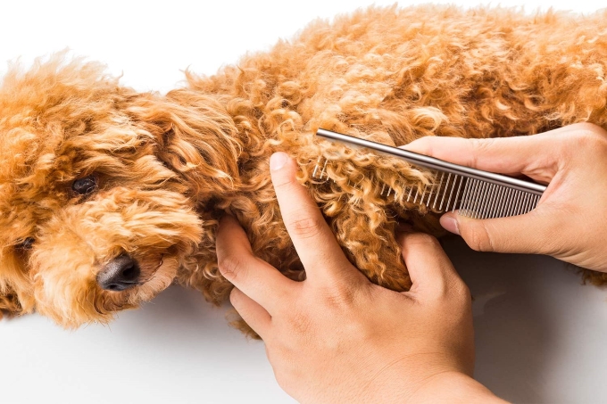 Cách chăm sóc lông cho chó xù