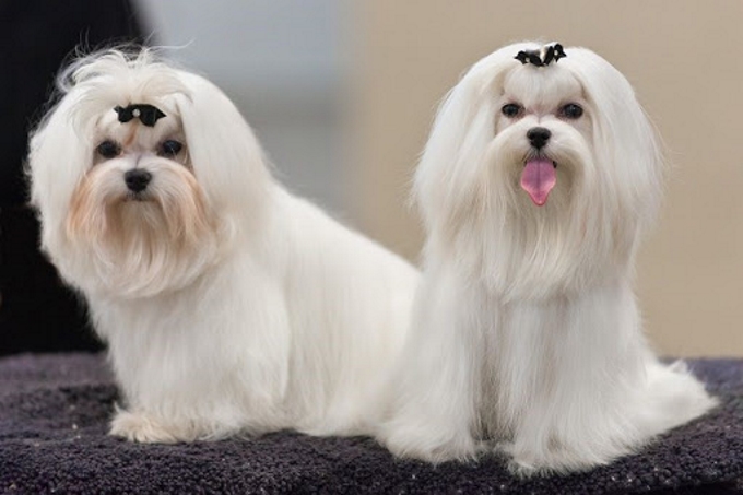 Chó lông xù Maltese trắng