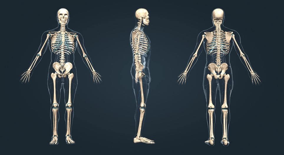 cơ thể người có bao nhiêu cái xương
