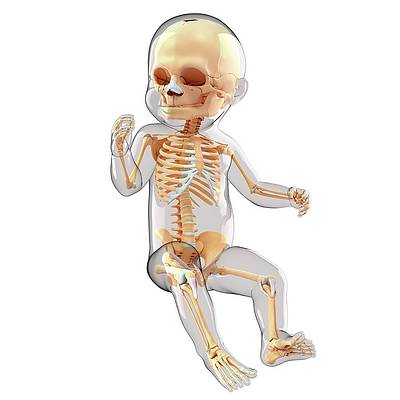 cơ thể người có bao nhiêu cái xương