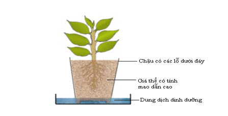 hướng dẫn trồng rau thủy canh kỹ thuật mao dẫn