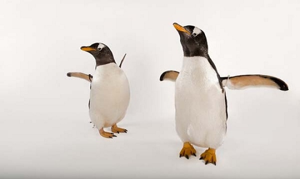 chim cánh cụt ở môi trường đới lạnh