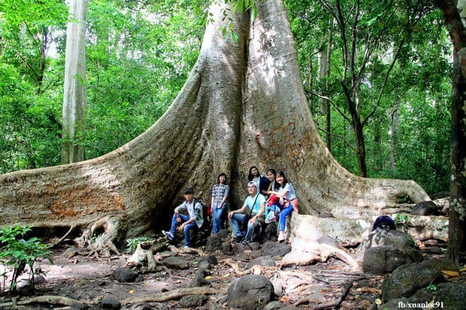 Trong vườn quốc gia có rất nhiều cây cổ thụ nghìn năm 