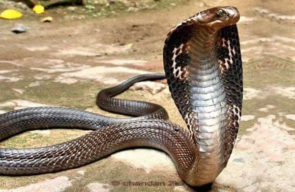 Indian Cobra - Rắn hổ mang Ấn Độ