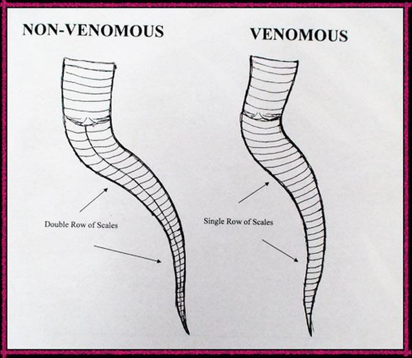 Cách sắp xếp vảy phần đuôi phía sau hậu môn của rắn thường (trái) và rắn độc (phải).