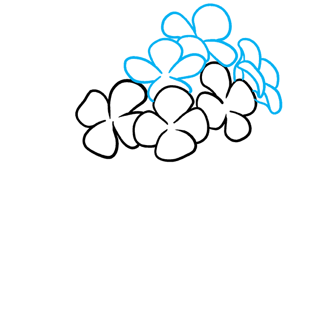 Cách vẽ hoa cẩm tú cầu Bước 02