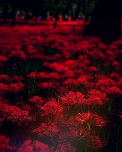 Nhuộm đỏ cánh rừng với màu đỏ của bỉ ngạn