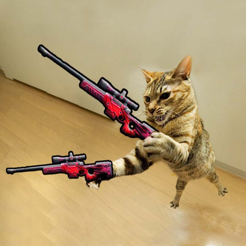 Bức ảnh tuyệt vời về con mèo đang cầm súng