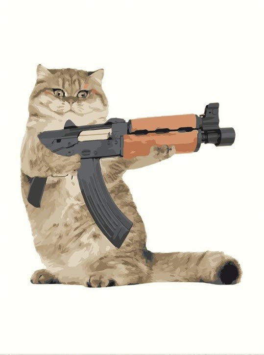 Ảnh con mèo cầm súng dễ thương nhất