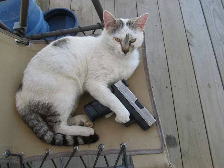 Bức ảnh mèo cầm súng đẹp nhất