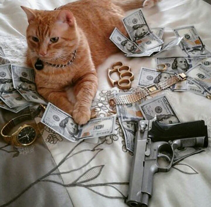 Ảnh con mèo cầm súng ăn trộm