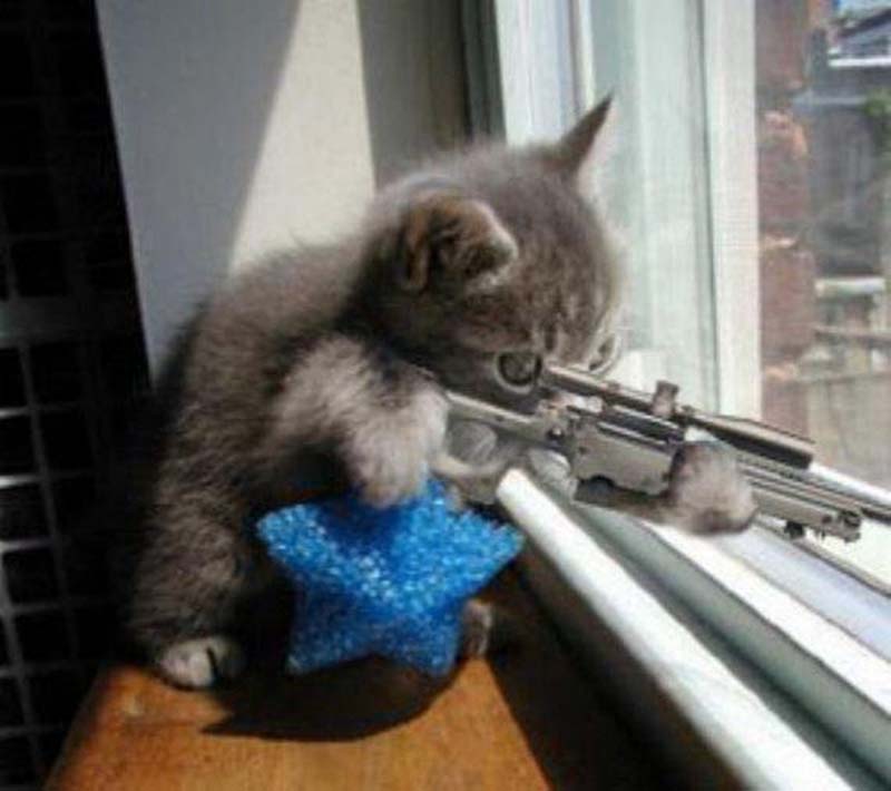 Hình ảnh một con mèo đang cầm súng để nhắm và bắn