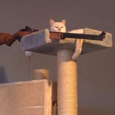 Hình ảnh một con mèo đang cầm một khẩu súng ngắn