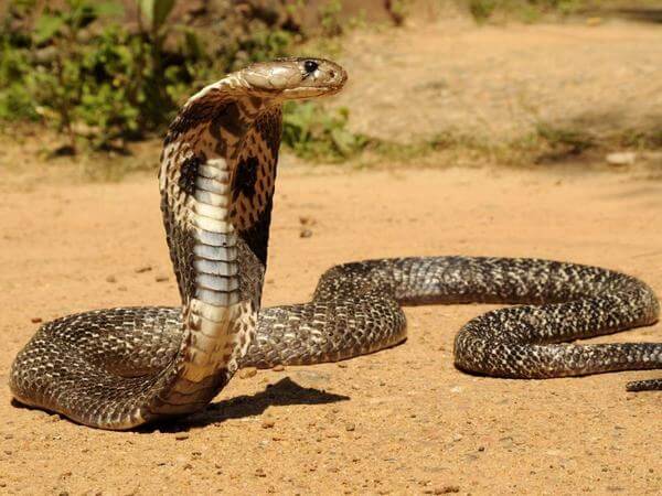 Philippine Cobra - Rắn hổ mang chúa