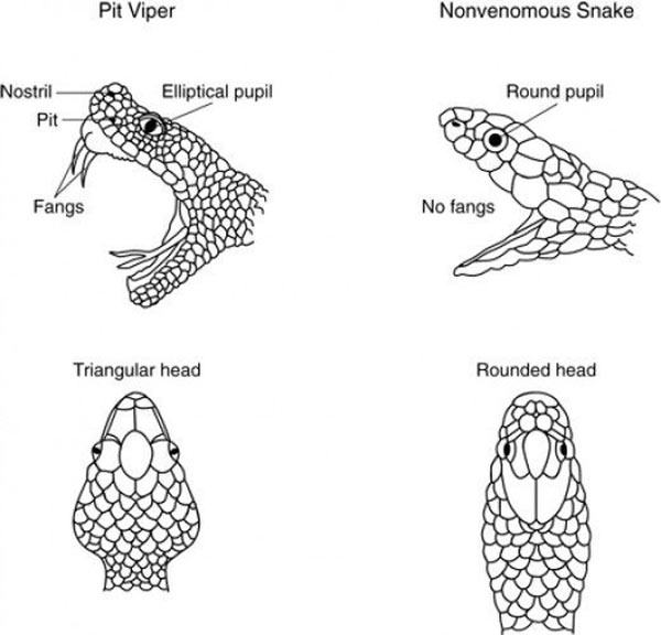 Đa số rắn độc có đầu tam giác (bên trái) và rắn không có độc thì đầu tròn hơn (bên phải).