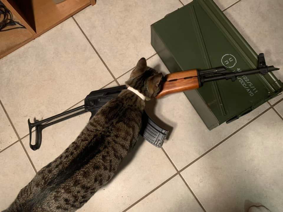 Hình ảnh con mèo cầm súng AK47
