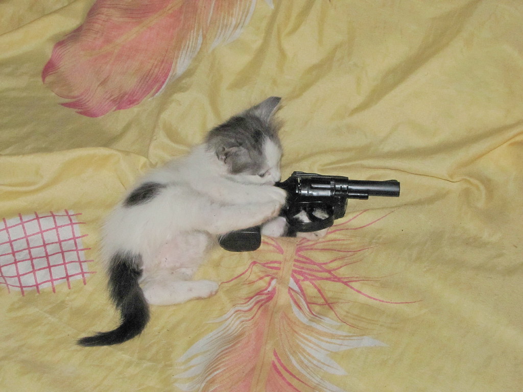 Hình ảnh đẹp về một con mèo đang cầm súng và bắn