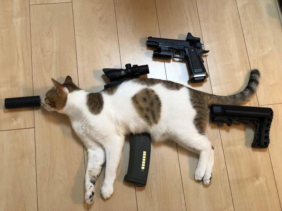 Hình ảnh ấn tượng về chú mèo đang cầm súng