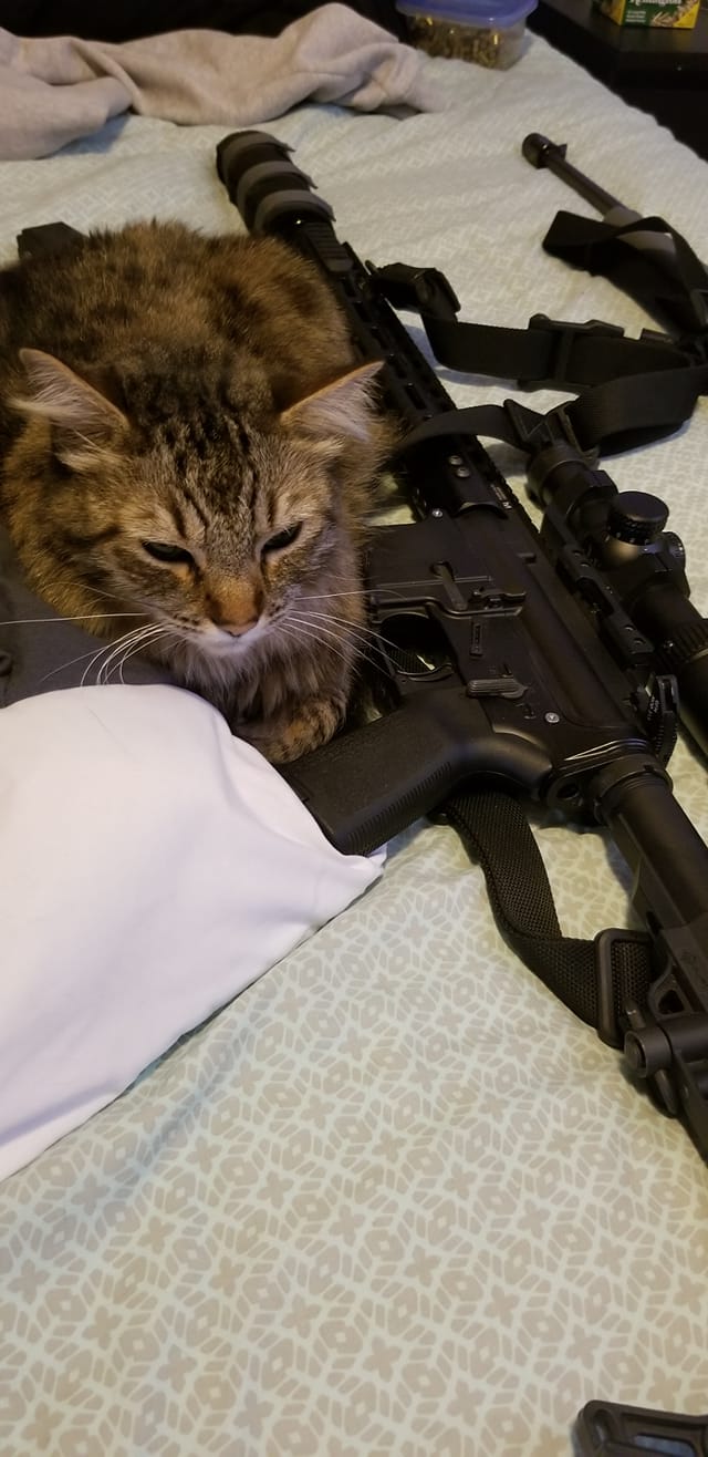 Hình ảnh mèo cầm súng cực ngầu