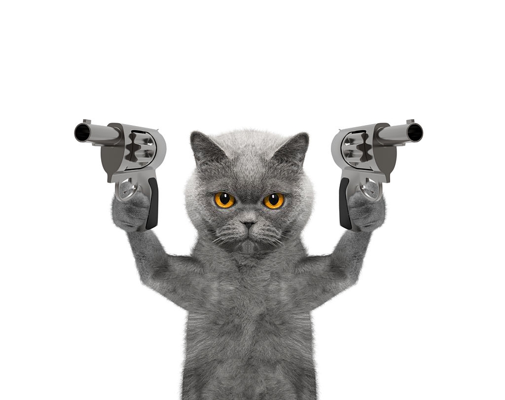 Hình ảnh con mèo cầm súng bằng cả hai tay