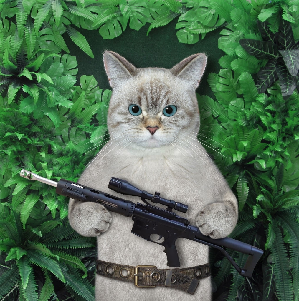 Hình ảnh con mèo đang cầm súng nhắm bắn