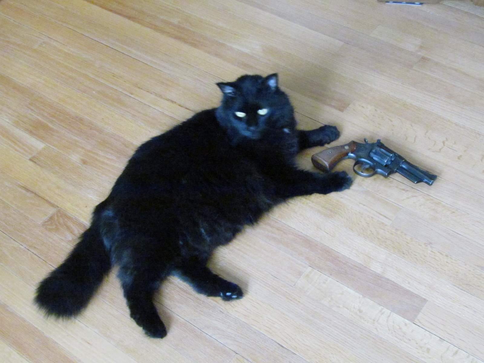 Hình ảnh con mèo đen cầm súng