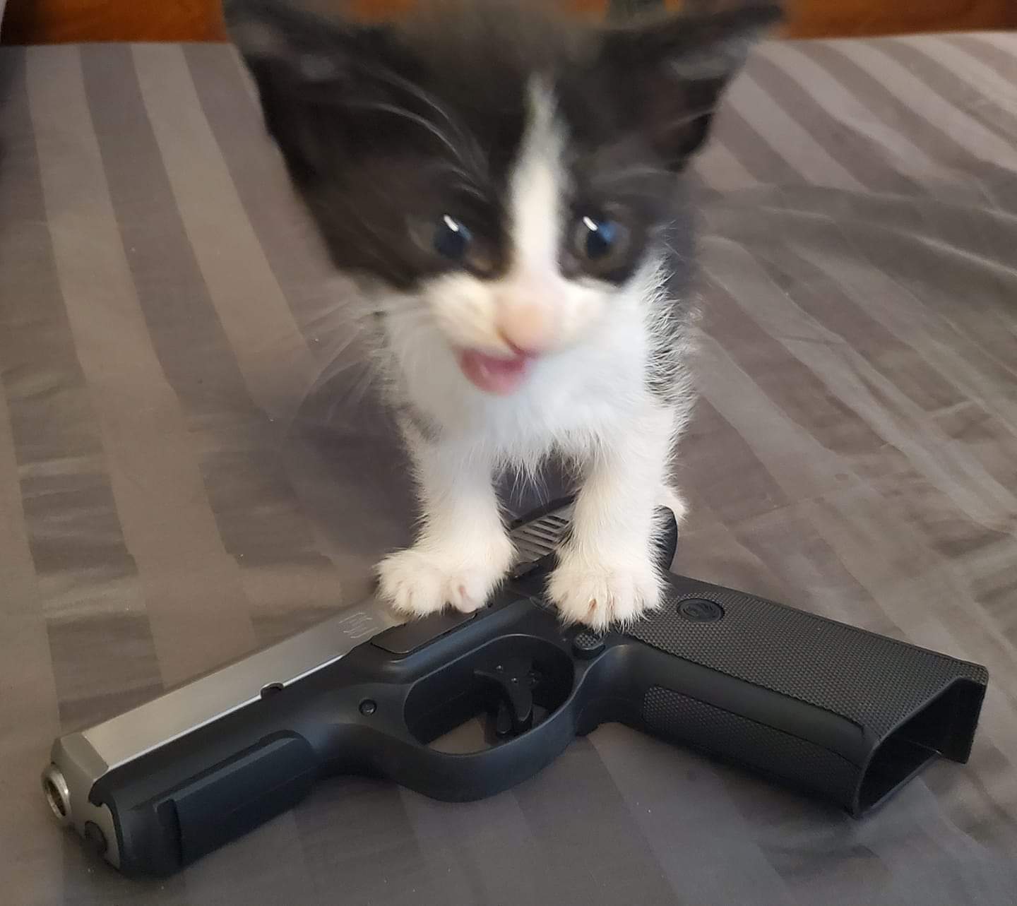 Hình ảnh con mèo cầm súng