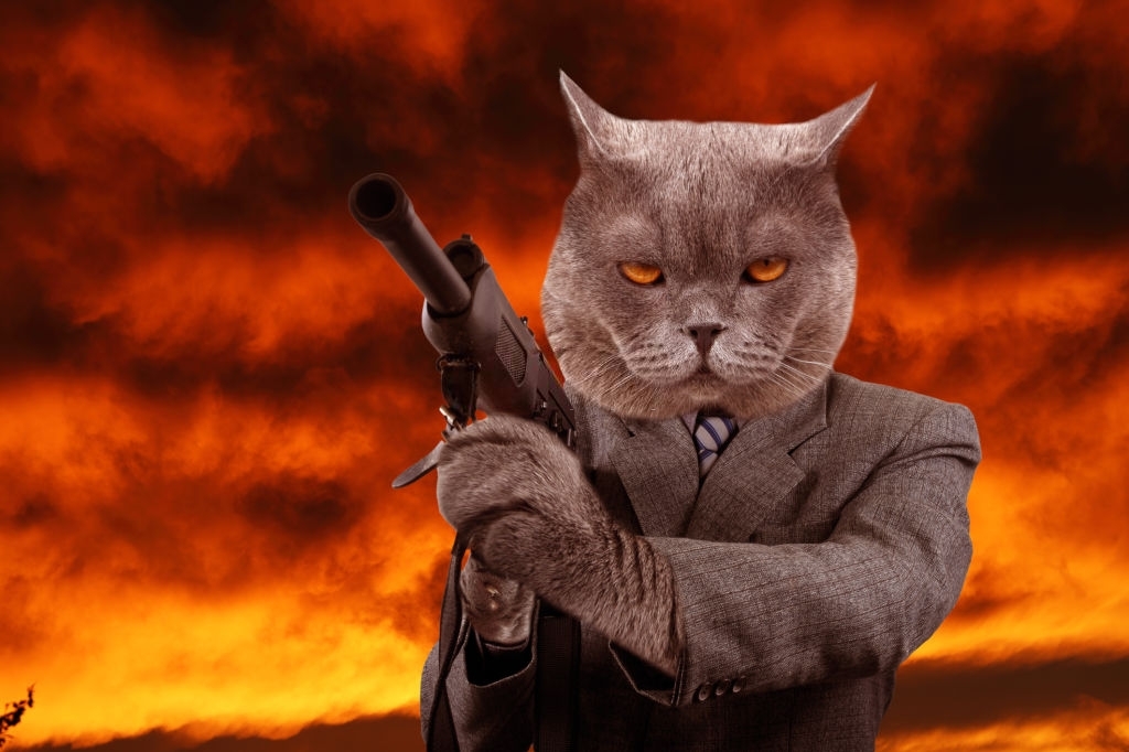 Hình ảnh con mèo mafia cầm súng